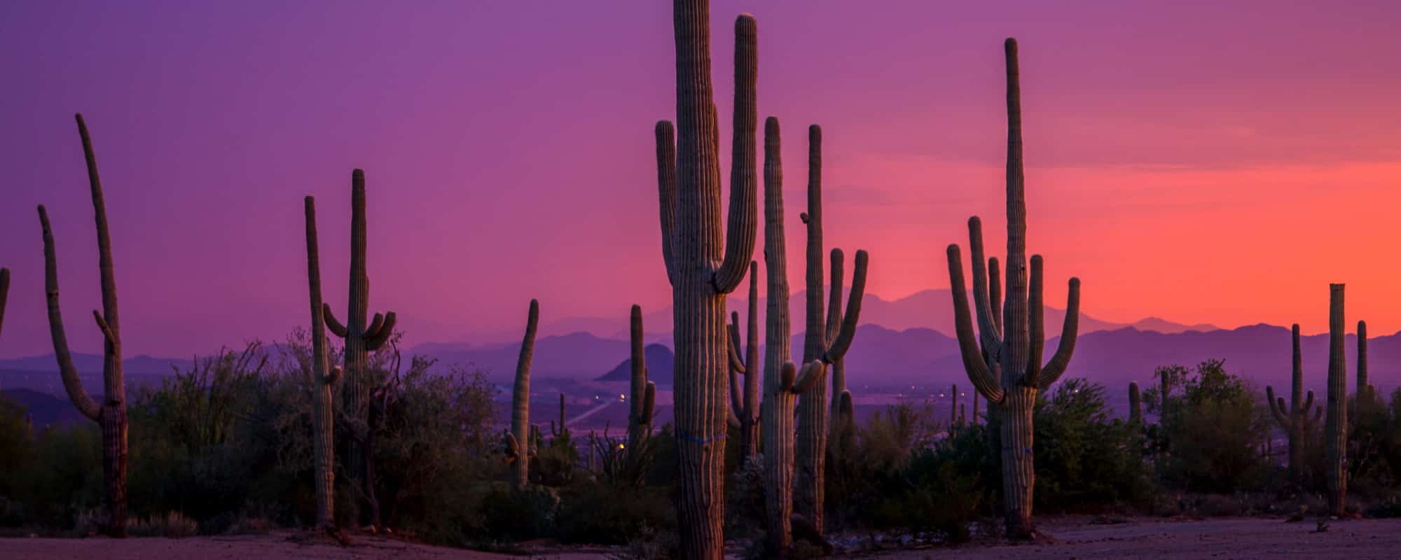 Dove Mountain, Saguaro, purple, sunset