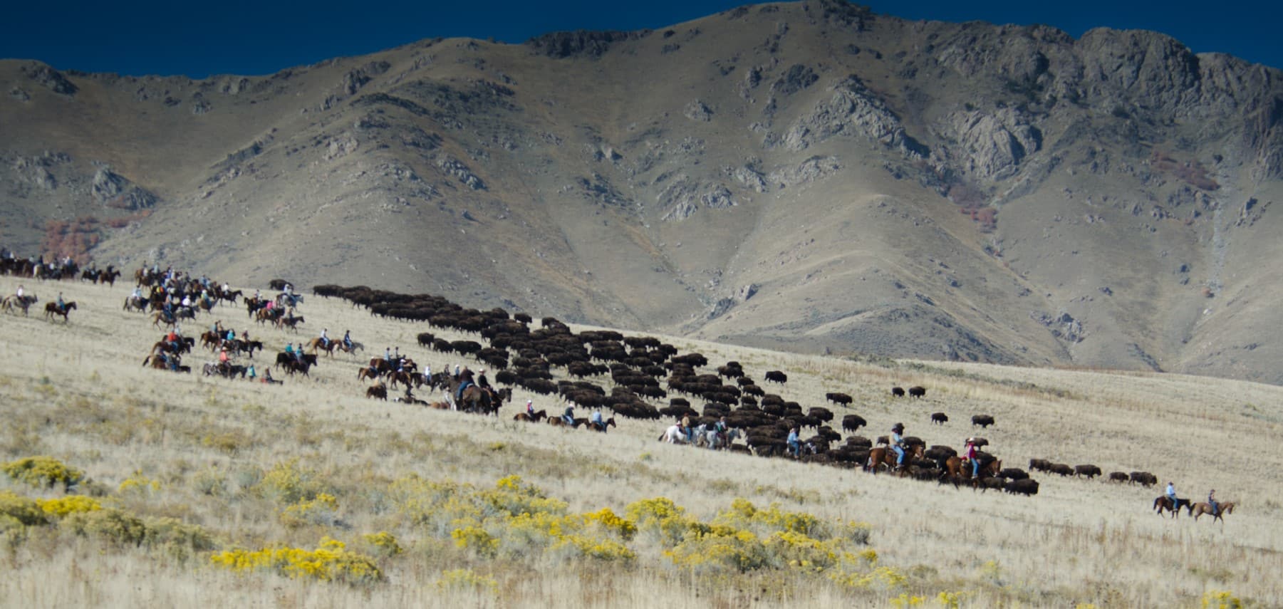 web2000_charlesfreeman_bison_dsc_1800