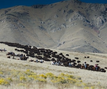 Image : Rassemblement de bisons