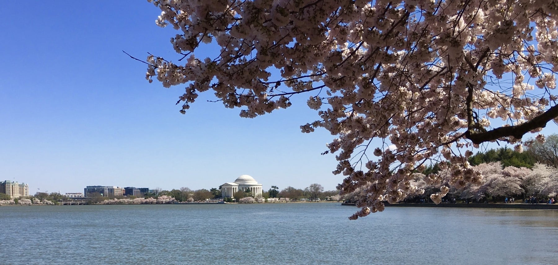 WashingtonEnFrancais_CherryBlossom 1800