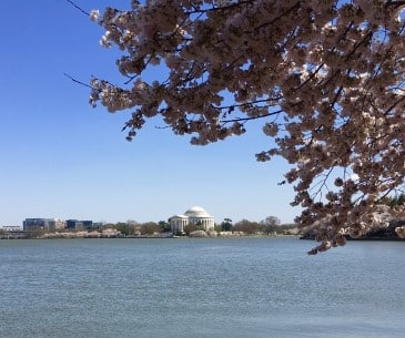 Image : Visite guidée de Washington DC au printemps