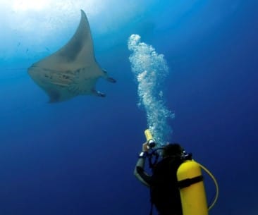 Image : Plongée et snorkeling