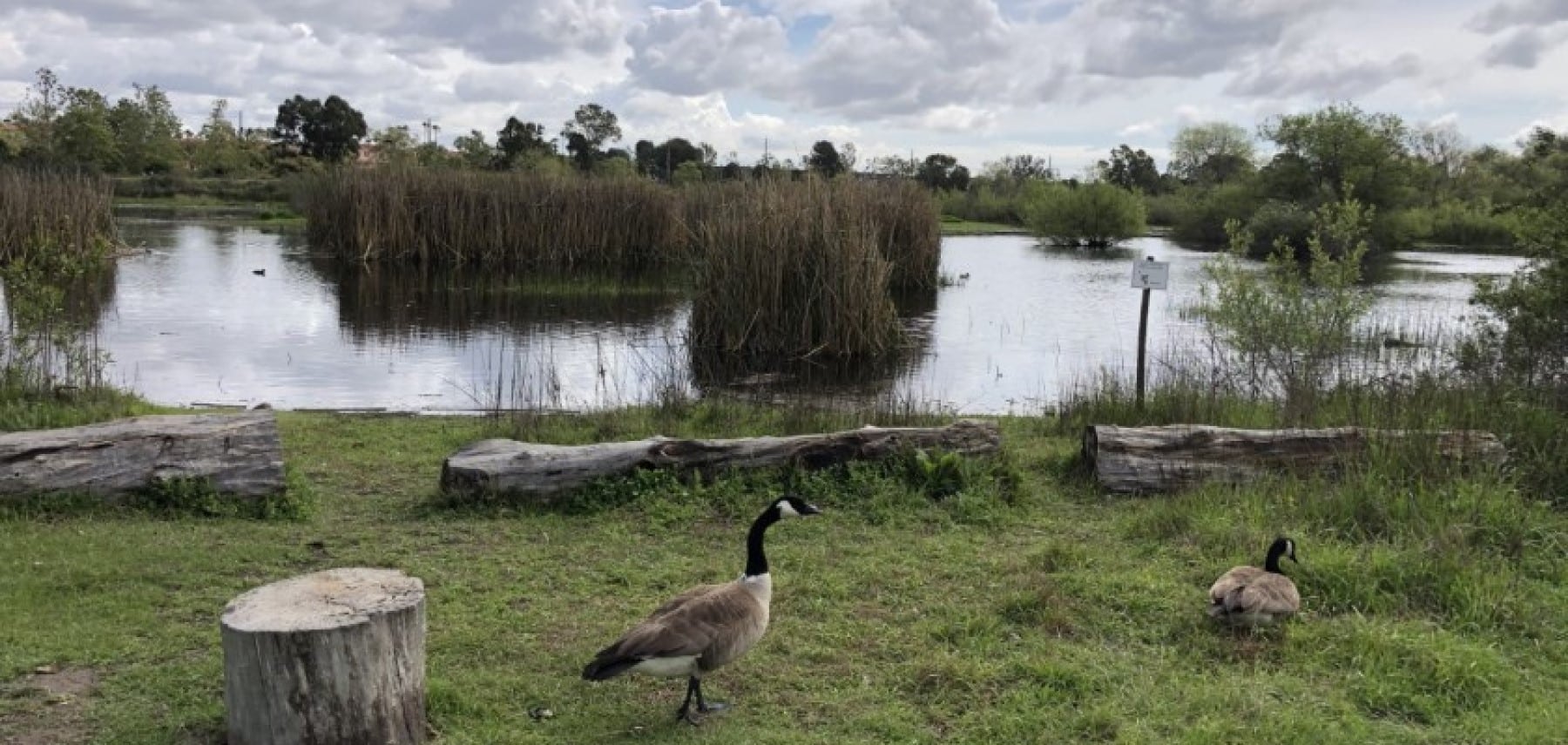 madrona marsh 1800