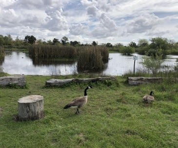 Image : Madrona Marsh Preserve and Nature Center