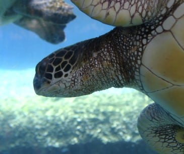 Image : The Waikiki Aquarium