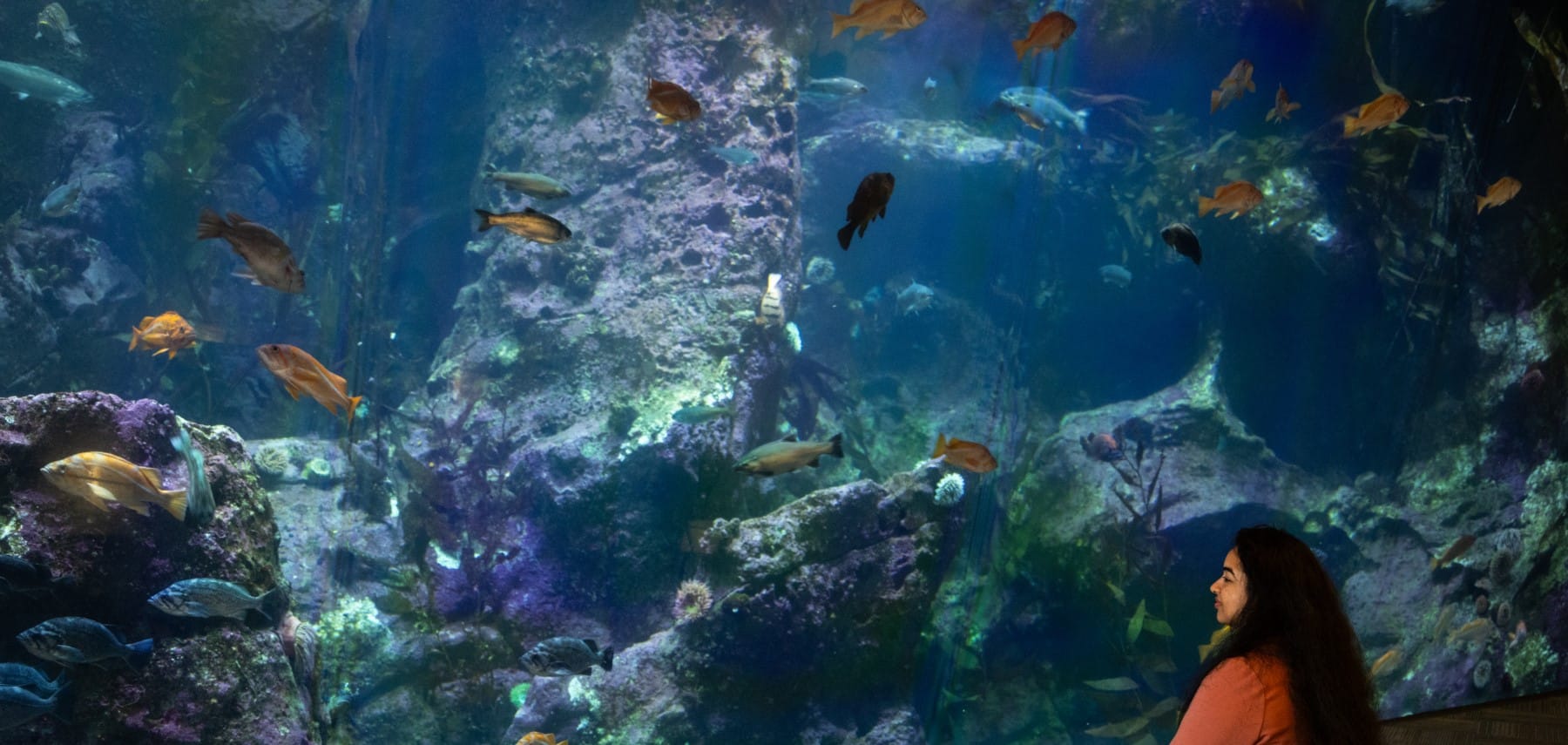Seattle И 2023 Seattle Aquarium, All Rights Reserved 1800