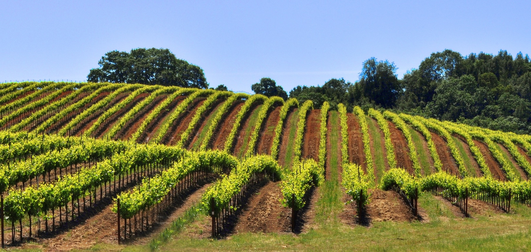 vineyards_summer_Sonoma_County_028