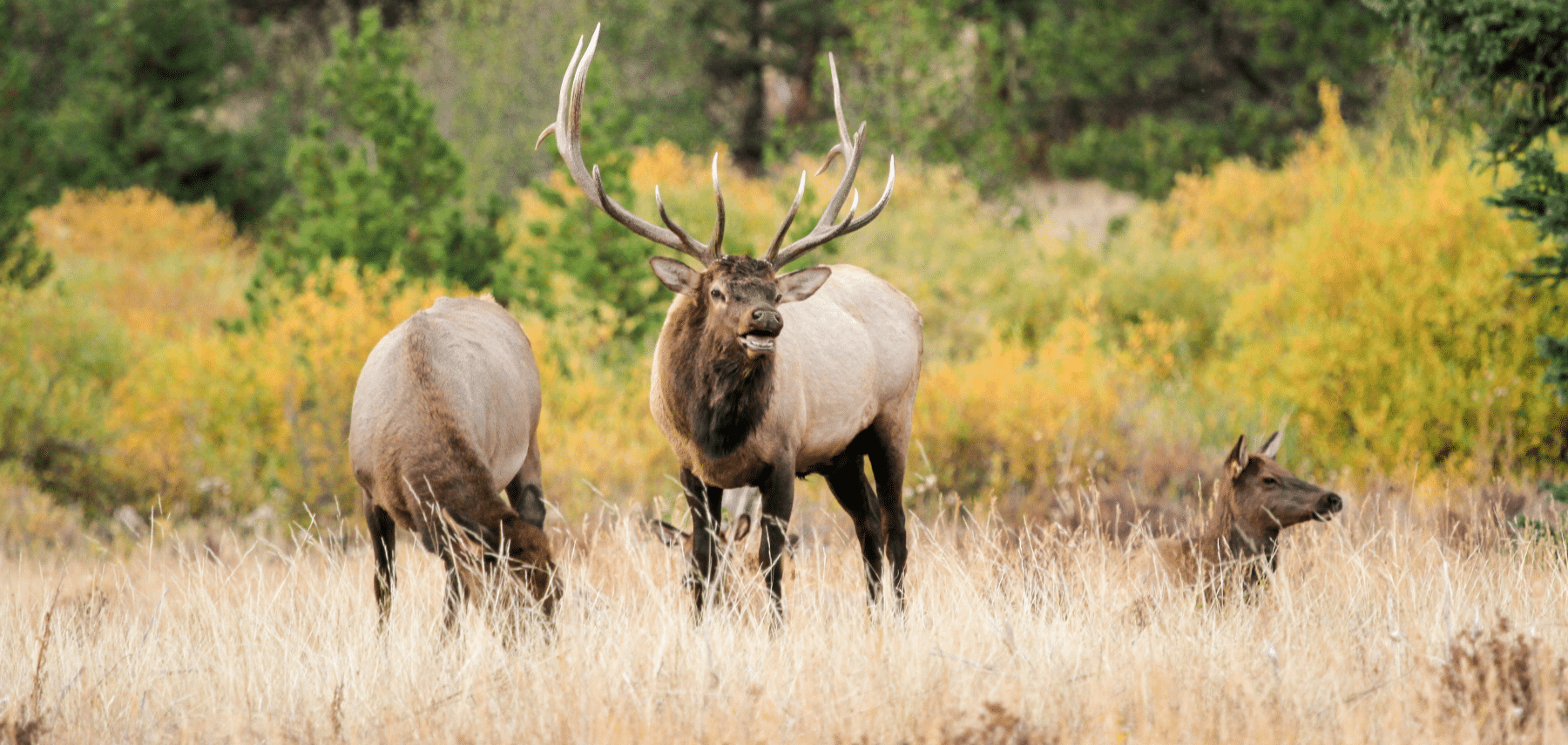 Rocky Mountain National Park_Cerfs (crédit National Park Service Photo)