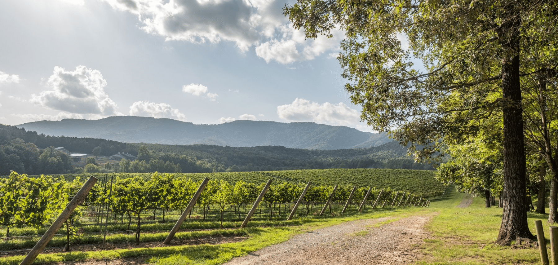 Winery with Blue Ridge Mountain Backdrop 1800x855