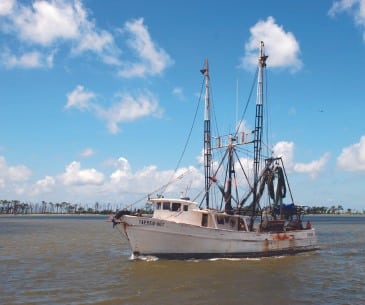 Image : La pêche aux crevettes