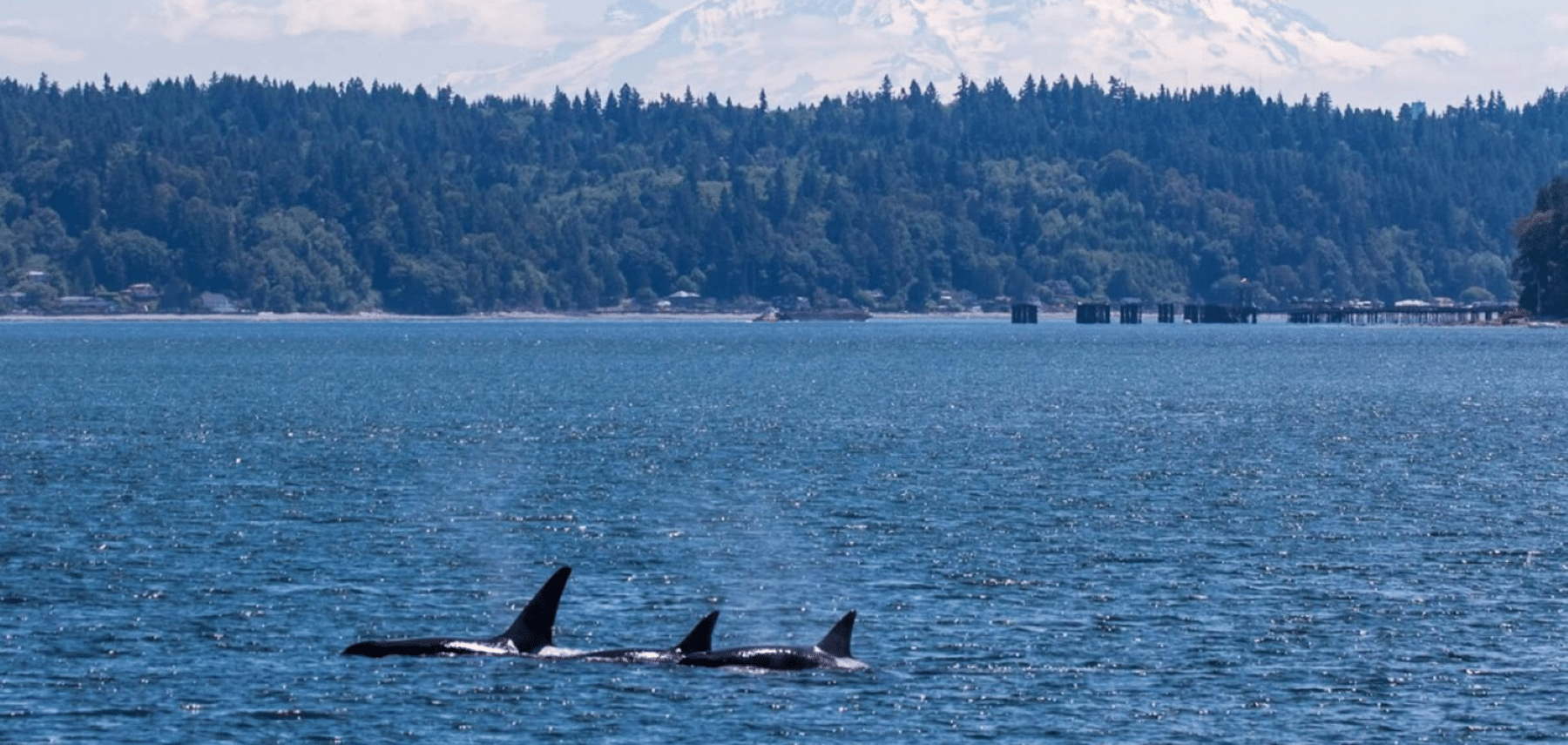 Photo Credit Janine Harles courtesy of Puget Sound Express