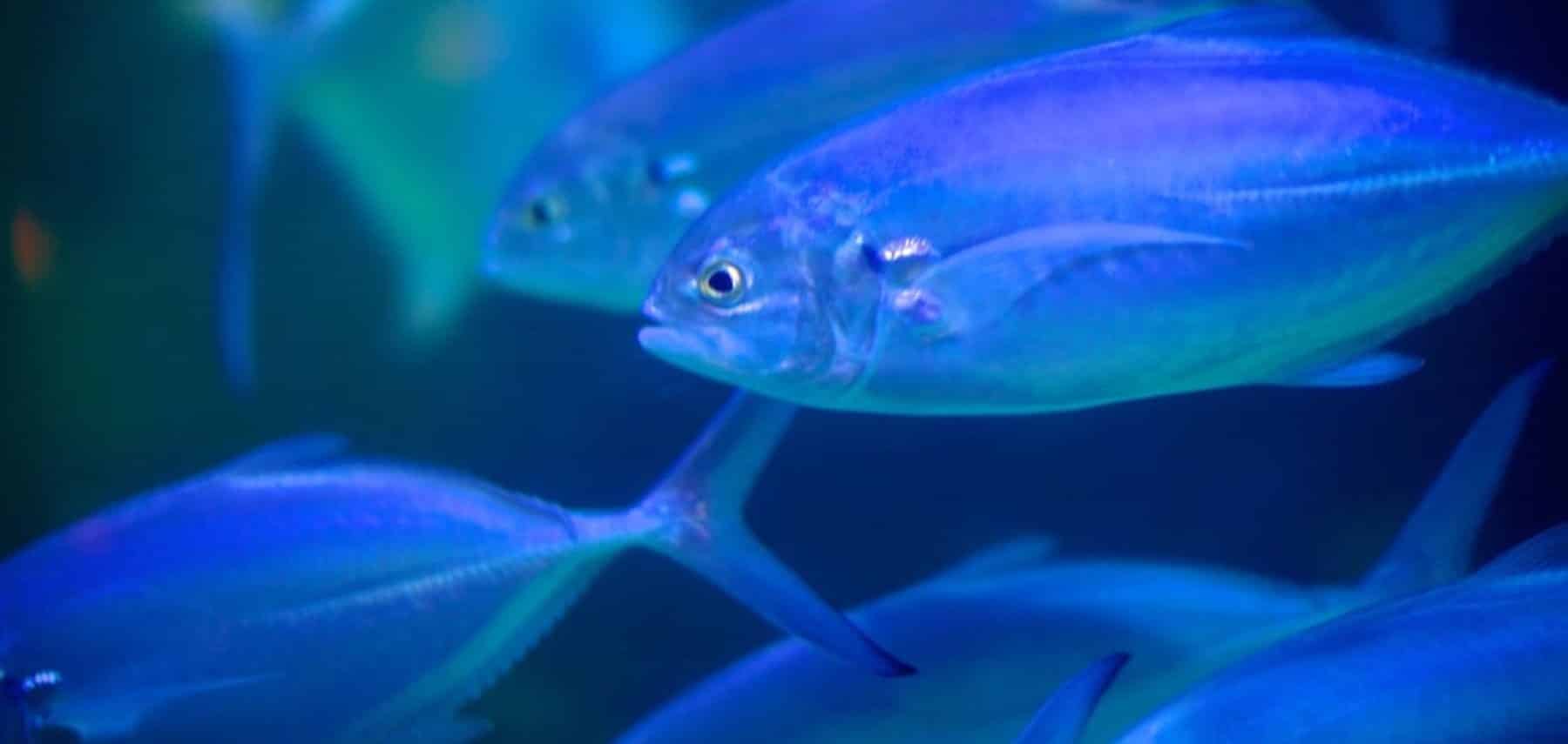 New Jersey-Atlantic-City-Aquarium-Ocean-Life-Center 1800