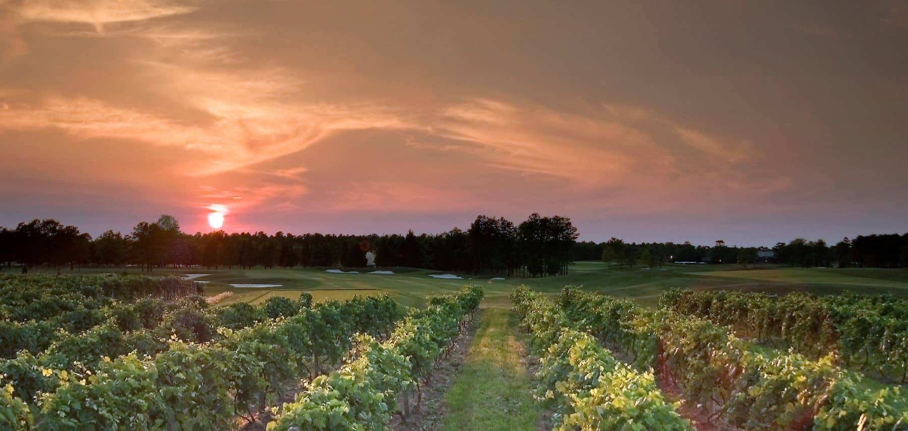 New-Jersey-AtlanticCity-AtlanticCityConventionandVisitorsAuthority-Renault-Winery-vineyards 1800
