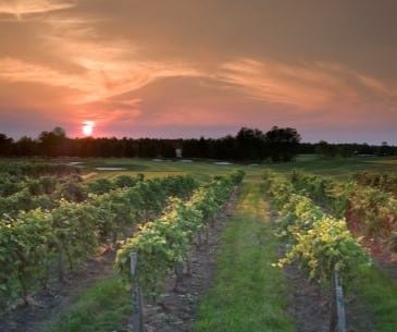 Image : Renault Winery