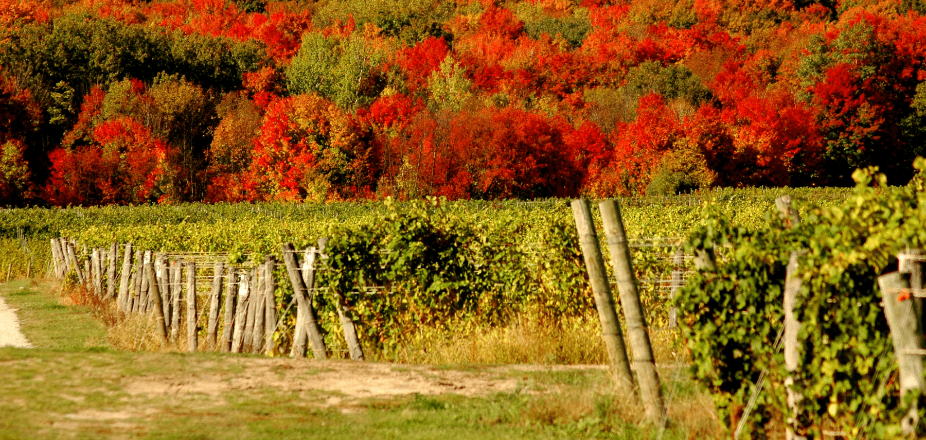 Michigan-Michigan-MACVB-Vineyard-in-the-Fall 1800x855