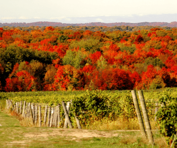 Image : Les vignobles du Michigan