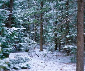 Image : Huron National Forest