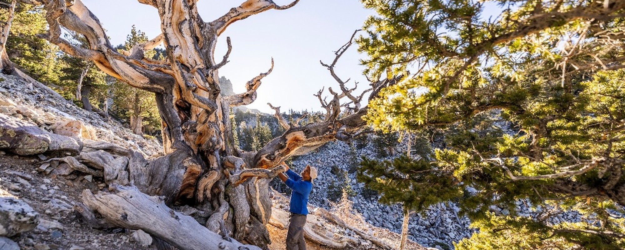 Travel Nevada-2000x800