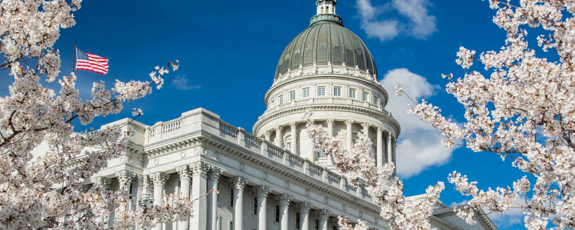 Cherry Blossoms-2000x800