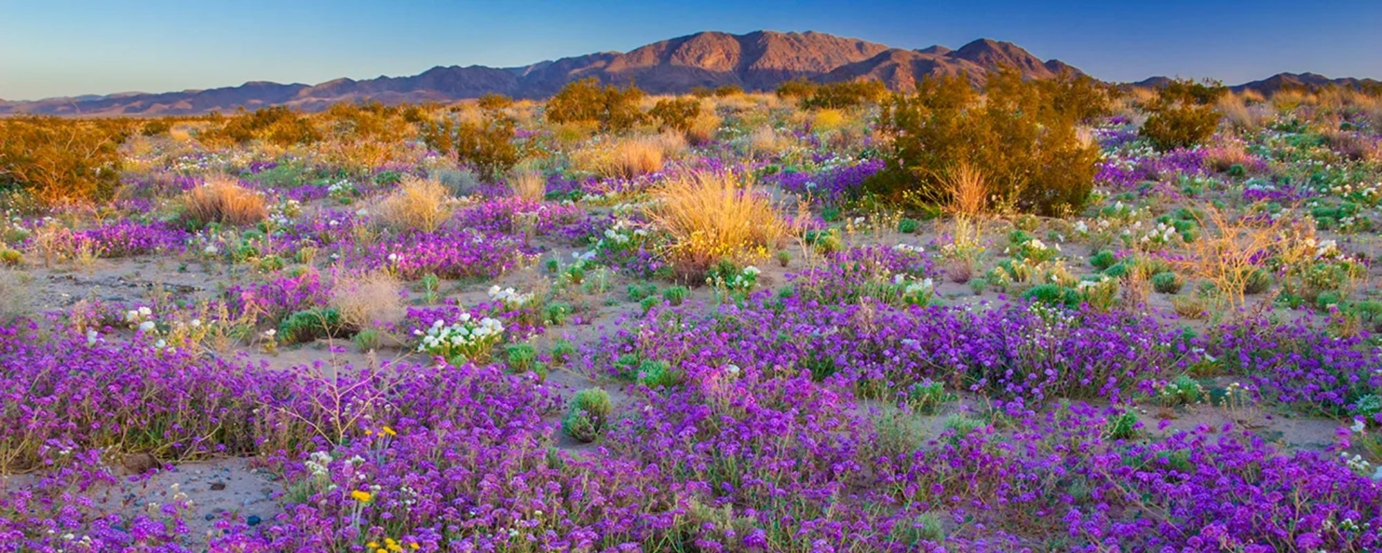 photo_2000x800_haut CALIFORNIE