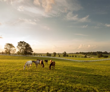 Image : Visites de haras et fermes équestres à Lexington