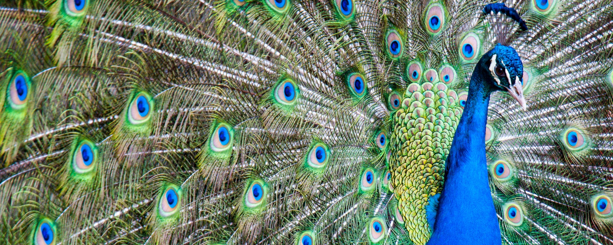 Peacock (Clue)-1