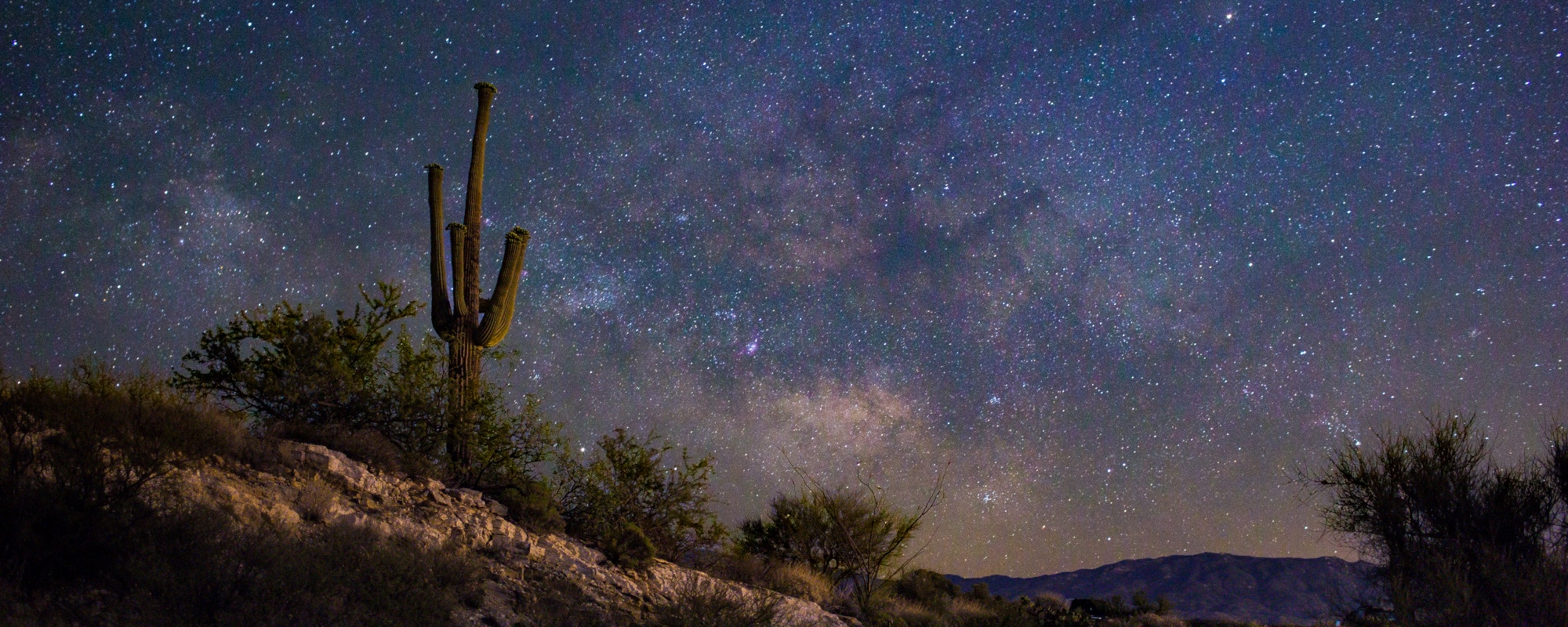 Saguaro at Night-1