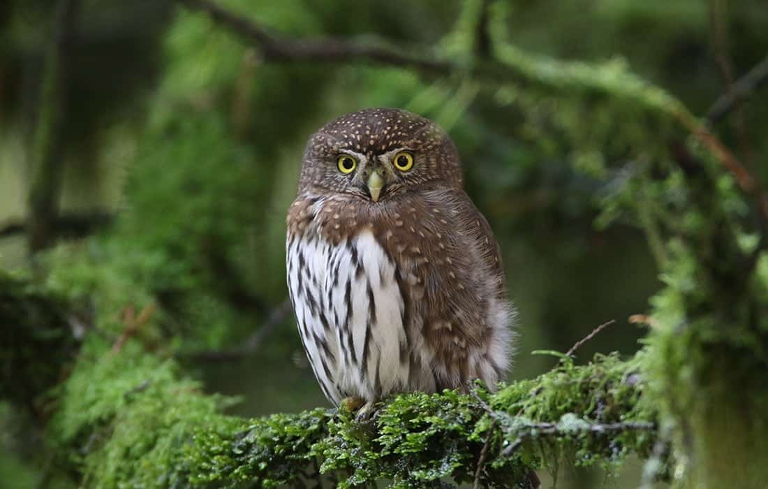 Sanctuary-Northen-Pygmy-Owl-Steve-Young
