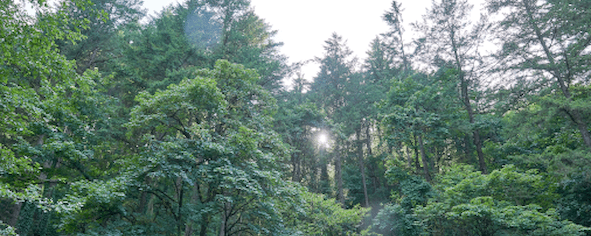 mktg-fu-20172506-forest-park- 2000x800